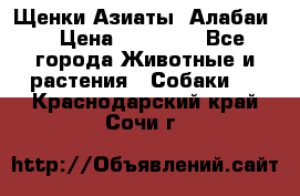 Щенки Азиаты (Алабаи) › Цена ­ 20 000 - Все города Животные и растения » Собаки   . Краснодарский край,Сочи г.